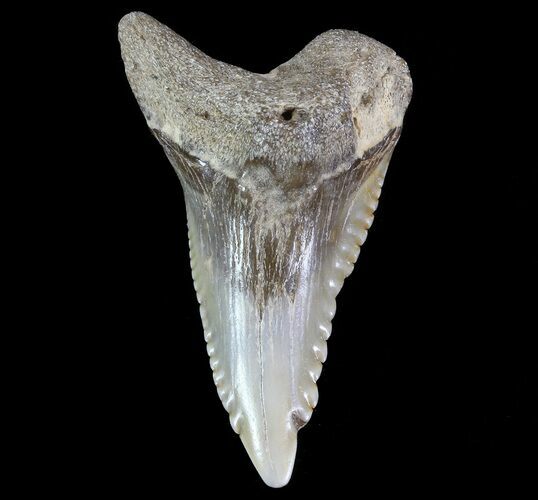 Large, Hemipristis Shark Tooth Fossil - Virginia #71126